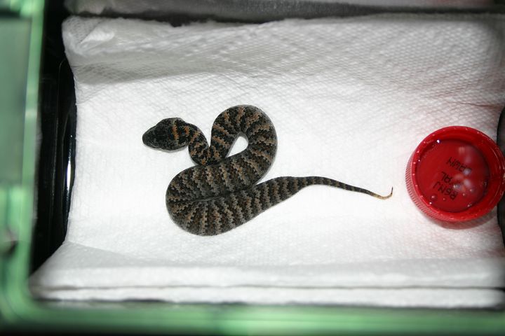 Death Adder