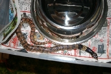 Male Coral Cobra