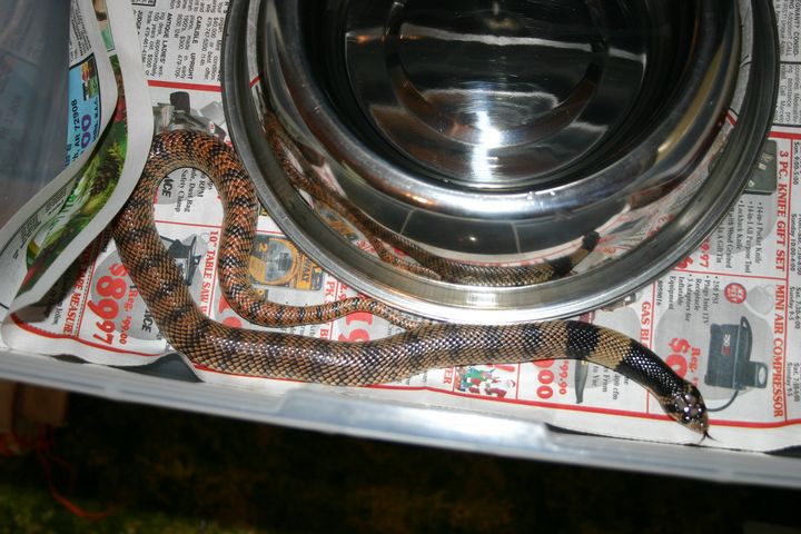 Male Coral Cobra
