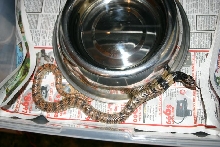 Male Coral Cobra