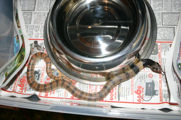 Male Coral Cobra