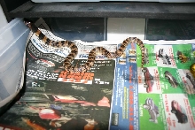 Female Coral Cobra