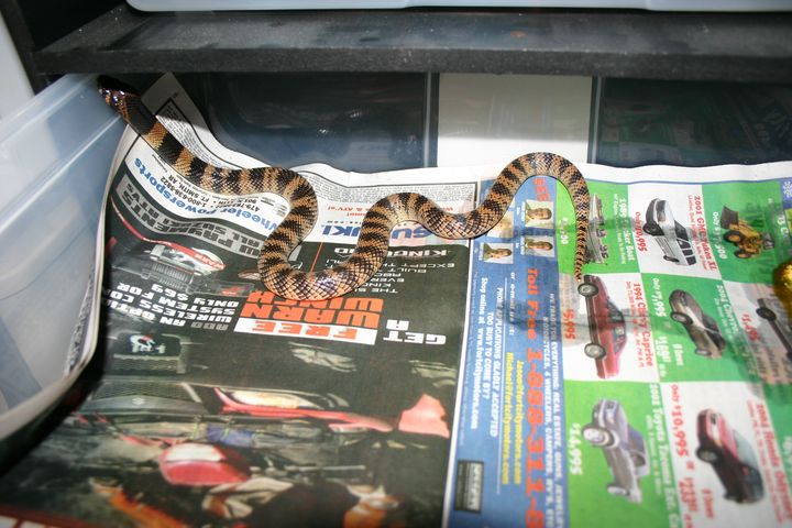 Female Coral Cobra