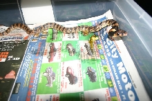 Female Coral Cobra