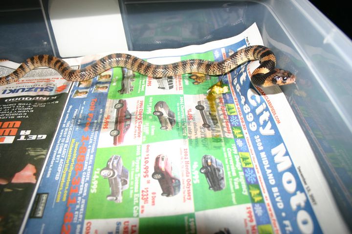 Female Coral Cobra