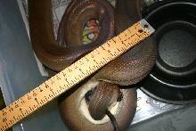 Male Olive Python