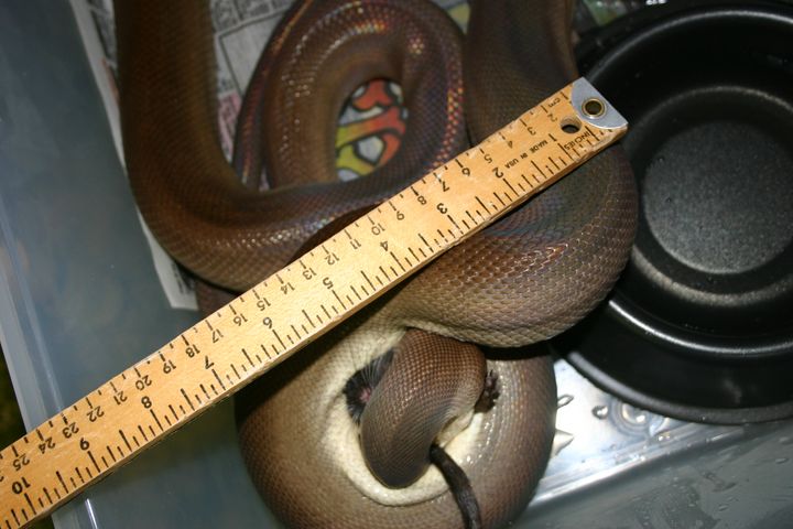 Male Olive Python