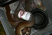 Male Olive Python