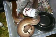 Male Olive Python