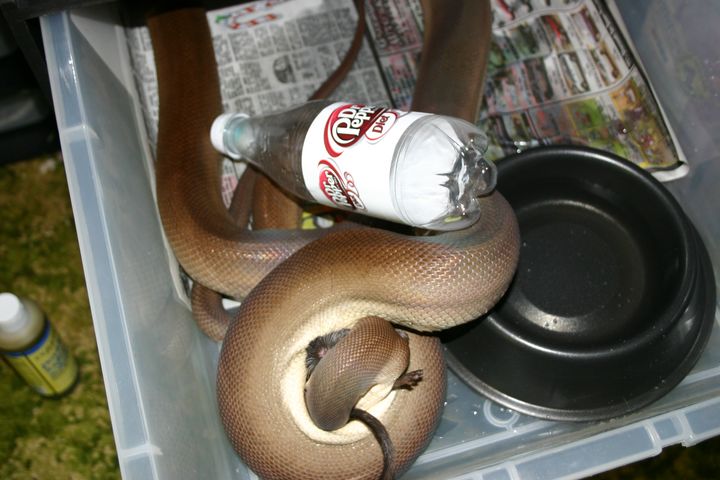 Male Olive Python
