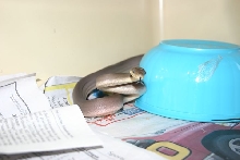 Baby Female