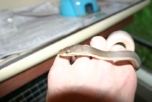 Baby Female