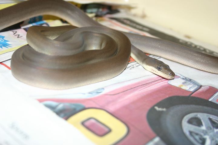 Baby Female