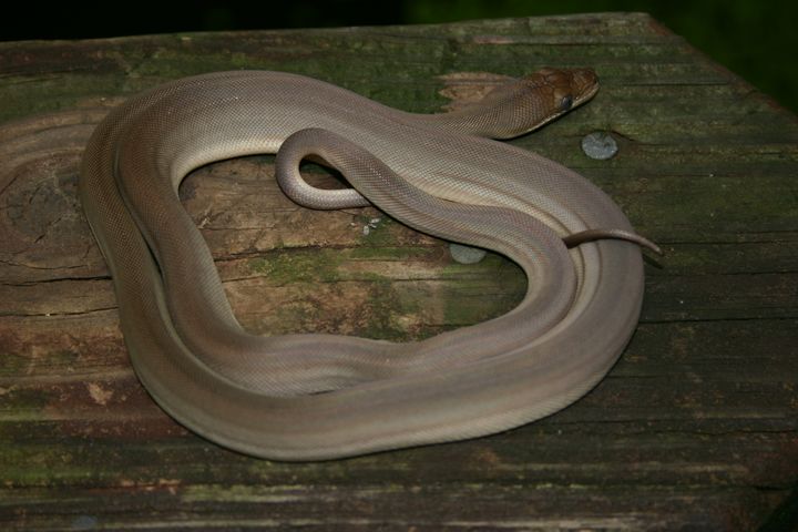 Baby Male