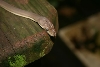 Baby Male