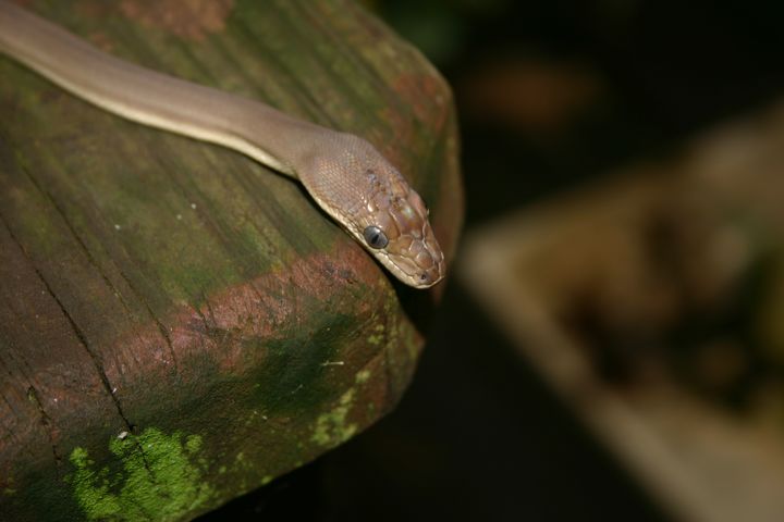 Baby Male