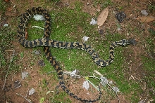 Male Jungle