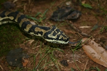 Male Jungle