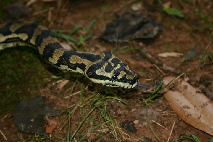 Male Jungle