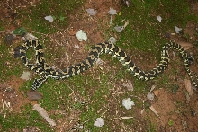 Female Jungle