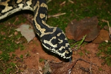 Female Jungle