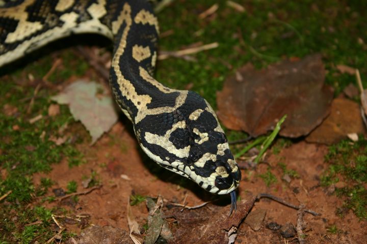Female Jungle