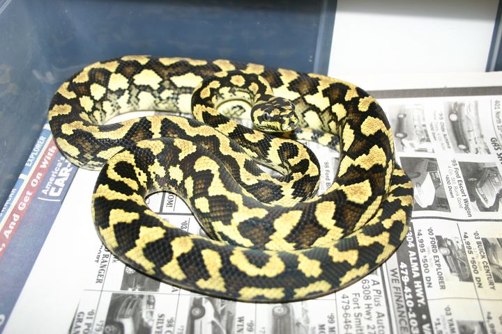 Male Jungle