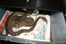 Male Bredl's