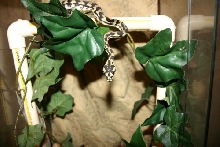 Baby Irian Jaya