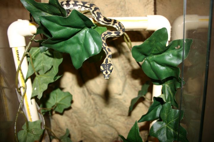 Baby Irian Jaya