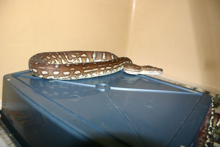 Female Bredl's