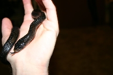 Male Indigo