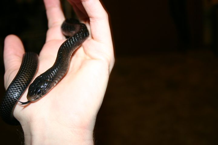 Male Indigo