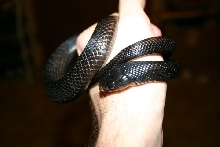 Male Indigo