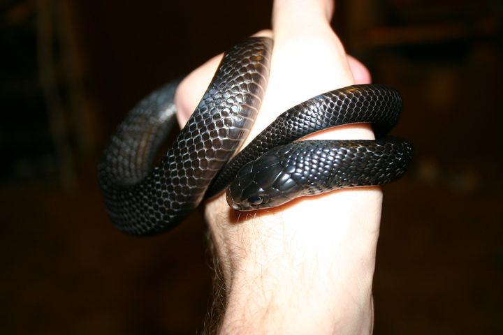 Male Indigo
