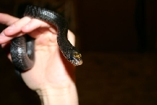 Male Indigo