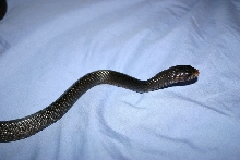 Male Indigo