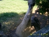 Blond Emu