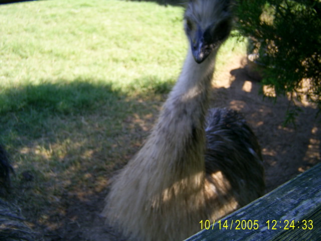 Blond Emu