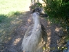 Blond Emu