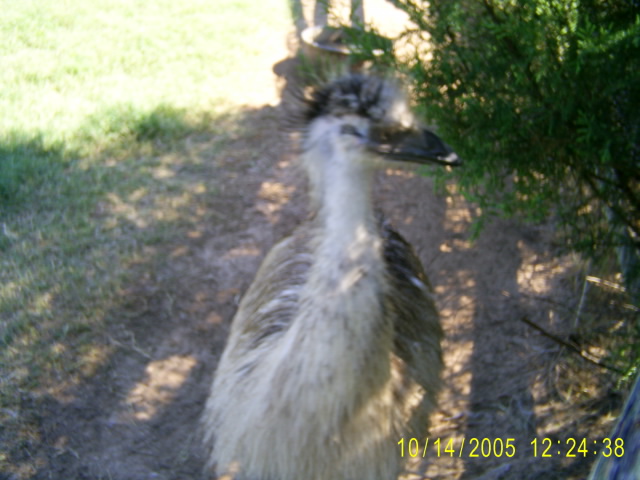 Blond Emu