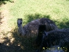 Blond Emu