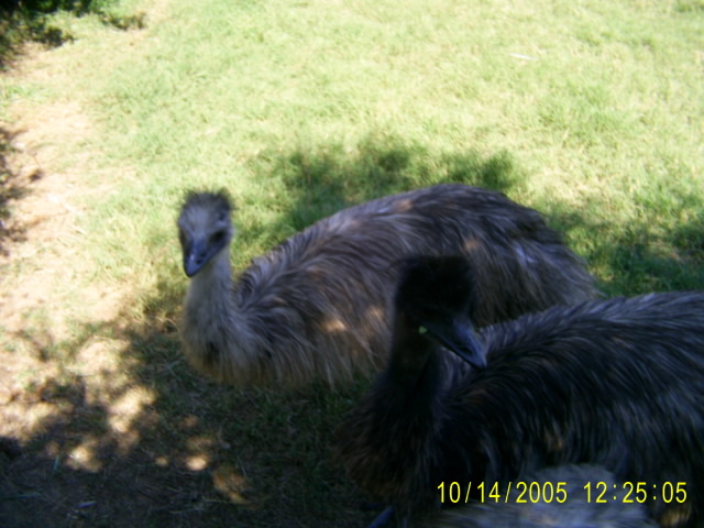 Blond Emu