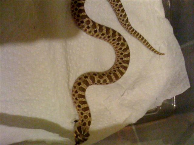 Male Het Hognose
