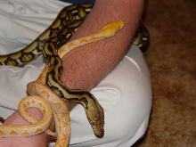 My new retics.