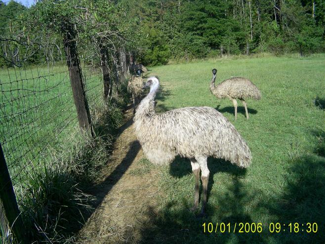 Blond Hen