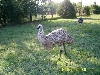 Blond Hen