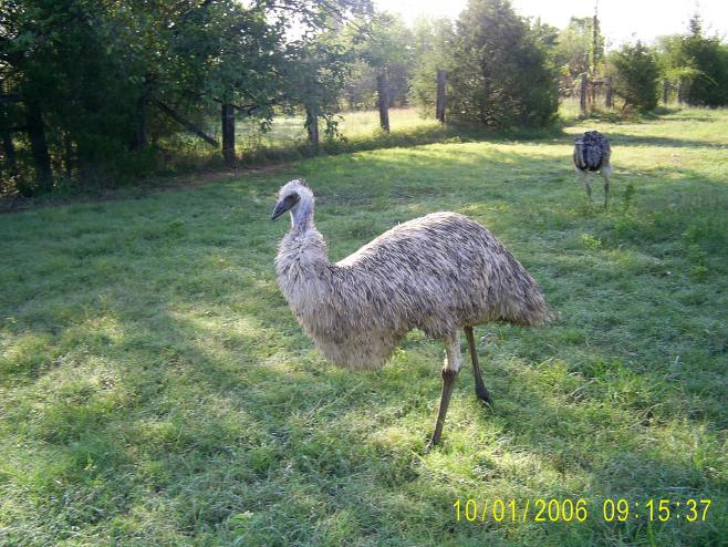 Blond Hen