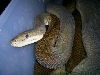 Female Olive Python