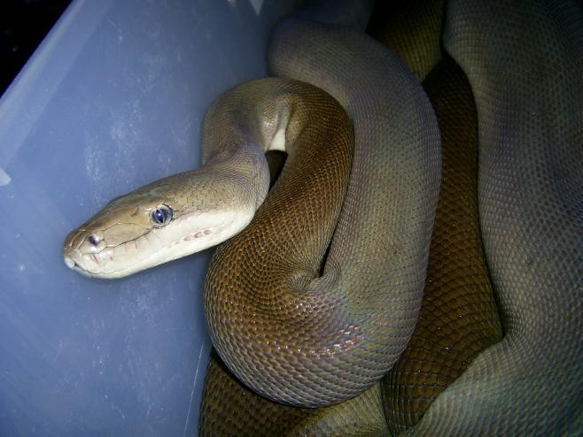 Female Olive Python